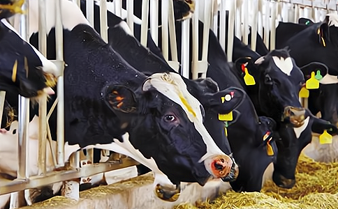 RFID奶牛管理 