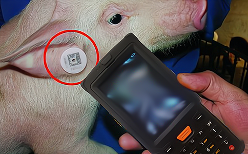 RFID应用于生猪养殖动物管理.jpg
